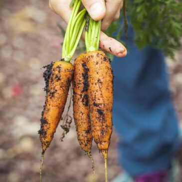 L’agriculture progressiste paysanne