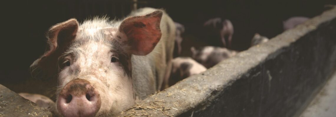 Pink Pig