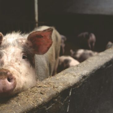 La Commission  sur l’avenir de l’agriculture et l’agroalimentaire québécois.