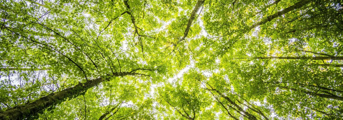 Worms Eyeview of Green Trees