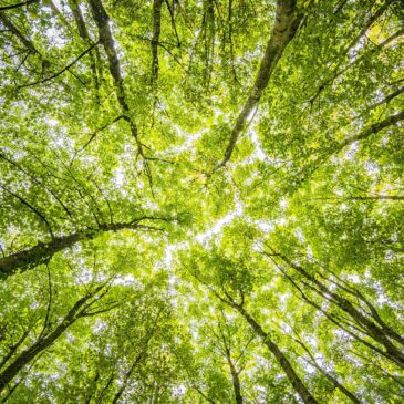 Avec ou sans l’aide des organismes vivants ? Les arbres